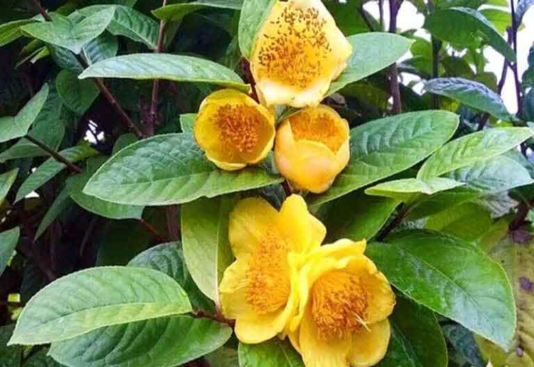 cây trà hoa vàng