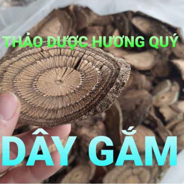 dây gắm trị gout