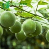 La Hán Quả – Trái cây ví như “quả thần tiên” chữa nhiều bệnh